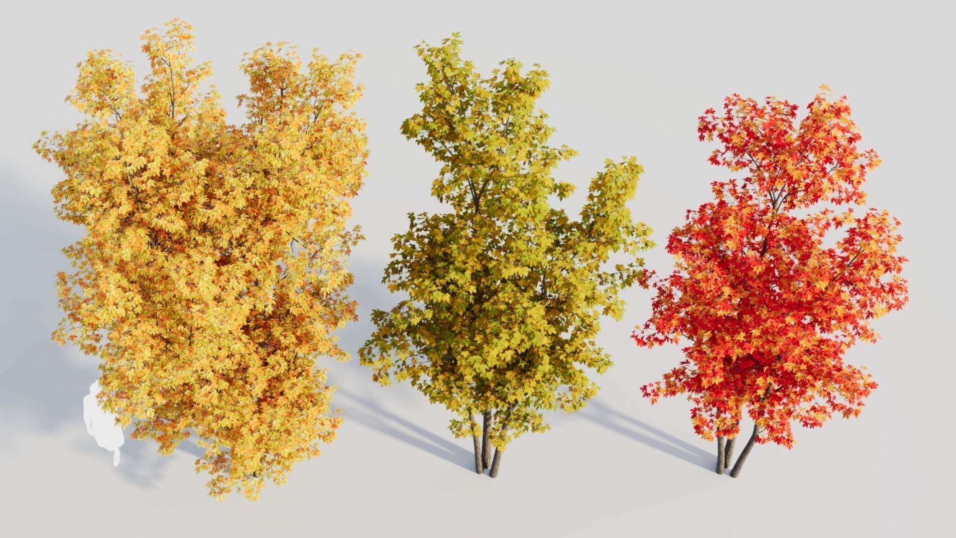 Acer saccharinum d 3D model_5