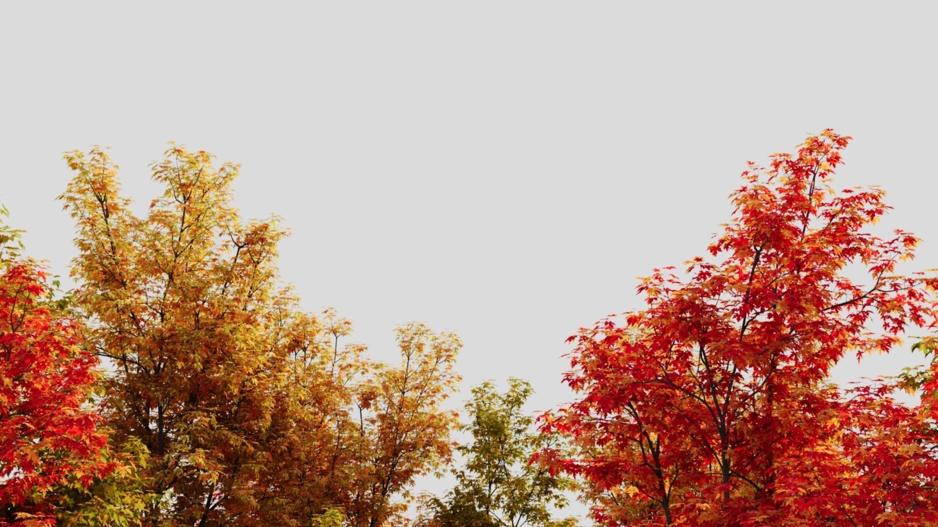 Acer saccharinum d 3D model_2