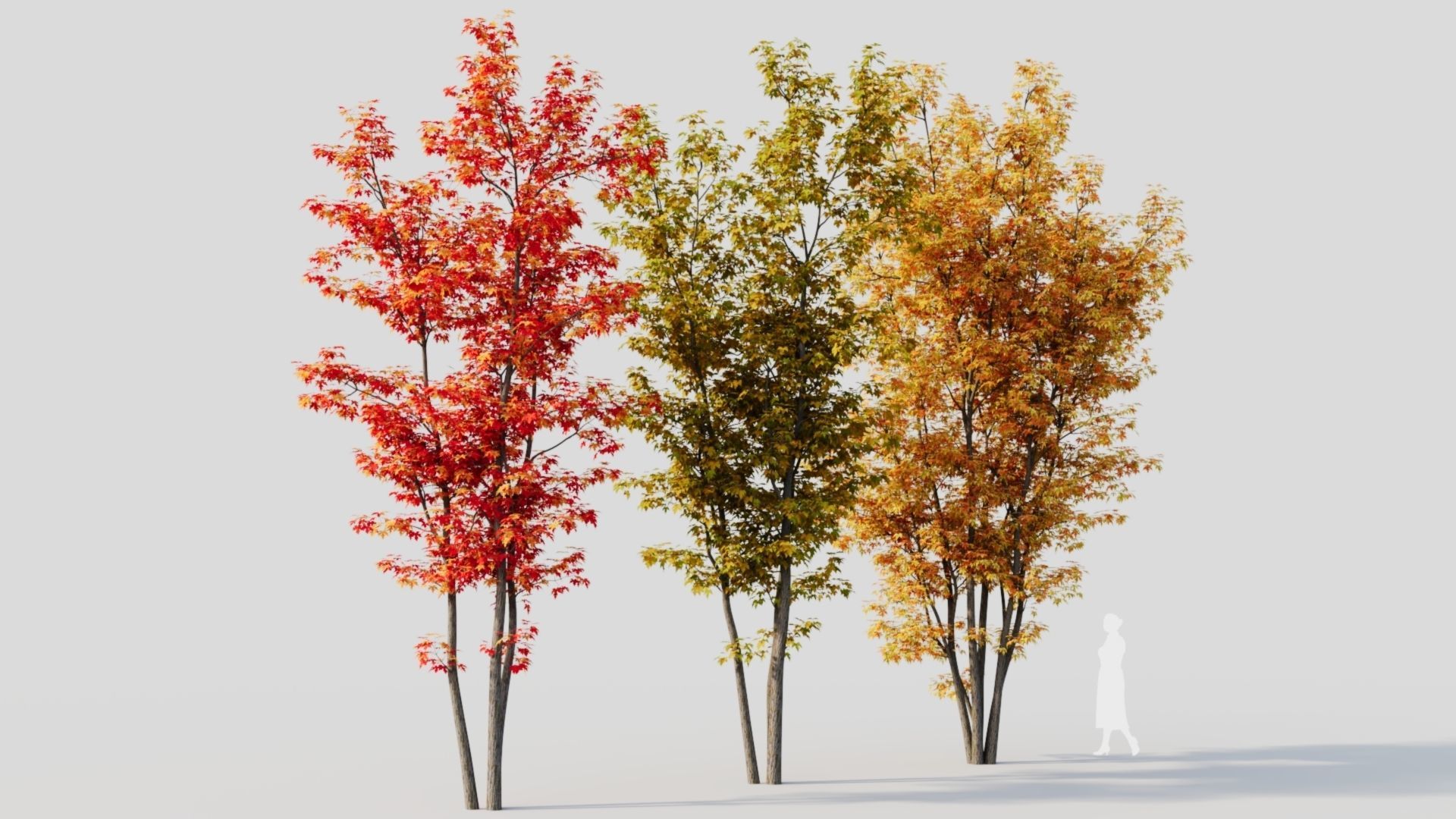 Acer saccharinum d 3D model_7