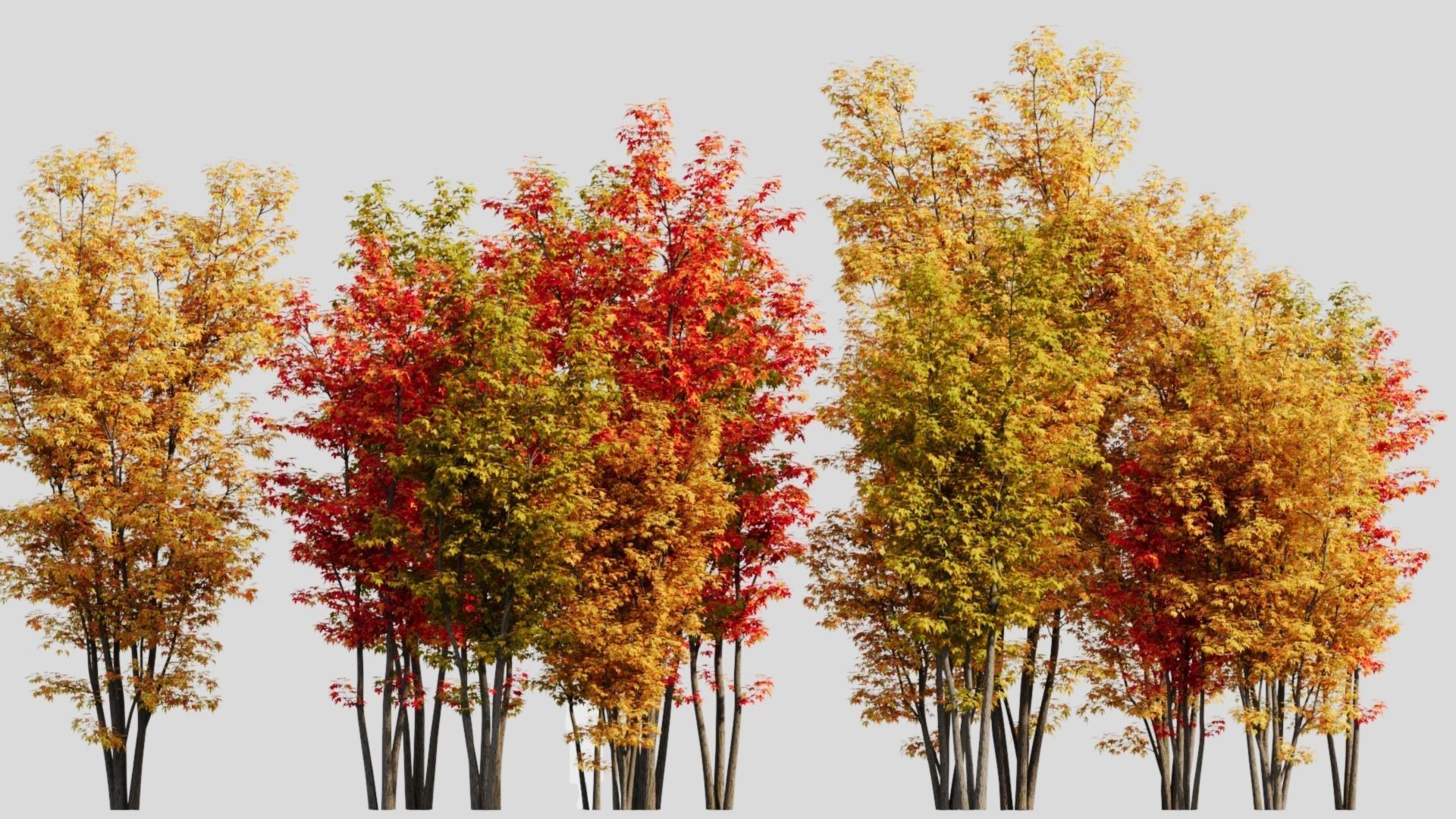 Acer saccharinum d 3D model_1