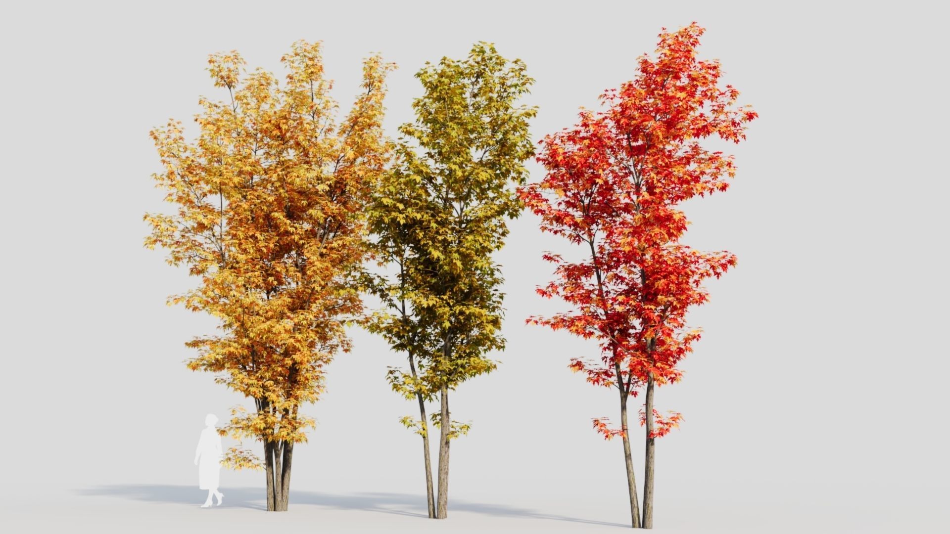 Acer saccharinum d 3D model_4