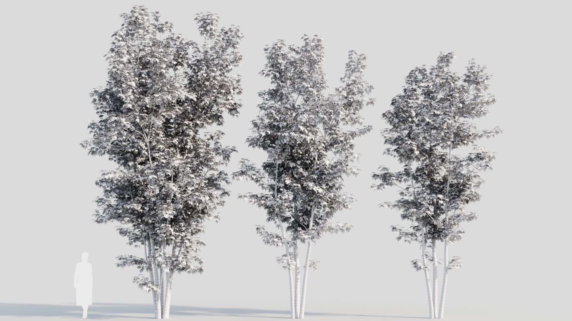 Acer saccharinum d 3D model_3