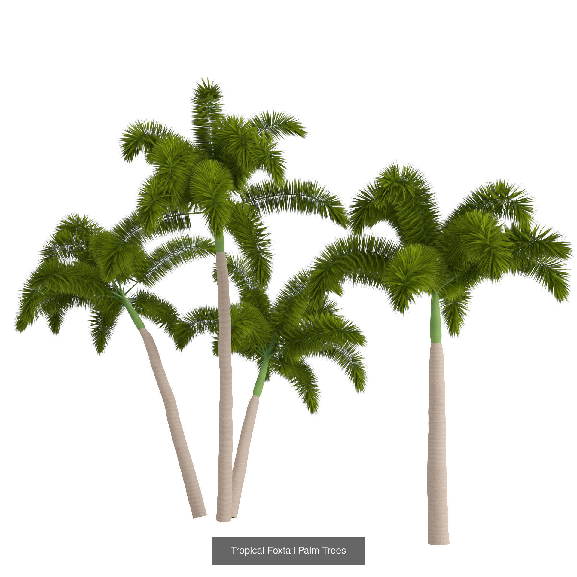 Outdoor Palms 3d Pack Collection _16