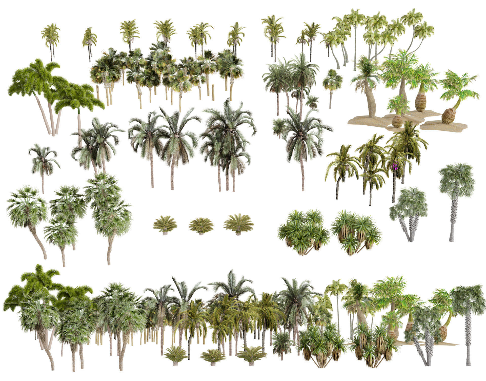Outdoor Palms 3d Pack Collection _6