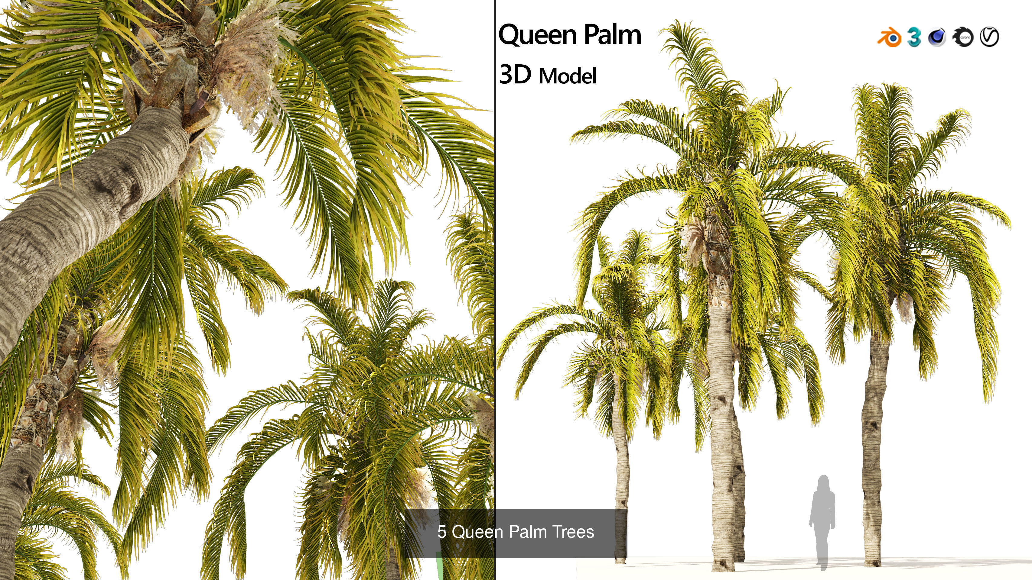 Outdoor Palms 3d Pack Collection _10
