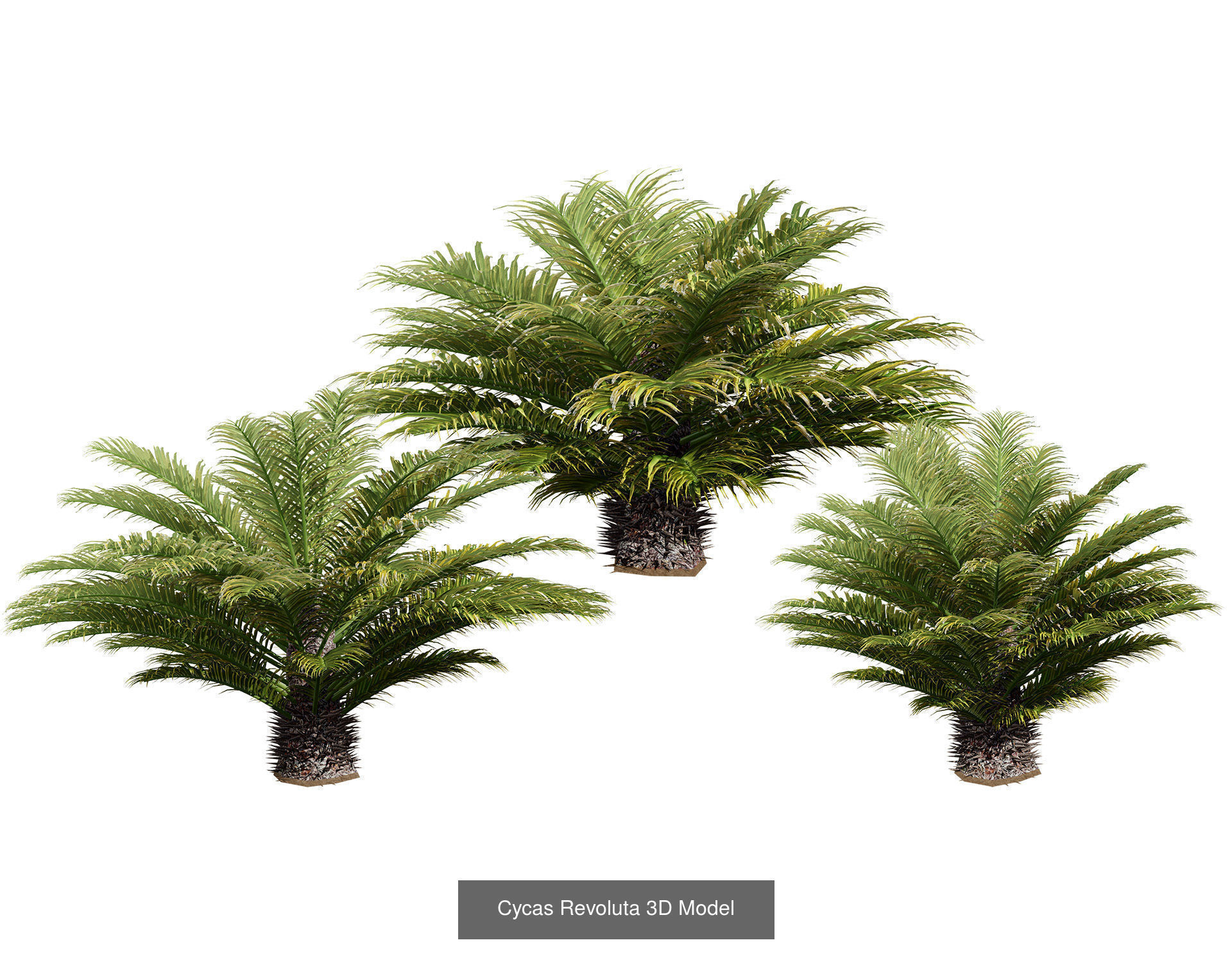 Outdoor Palms 3d Pack Collection _18
