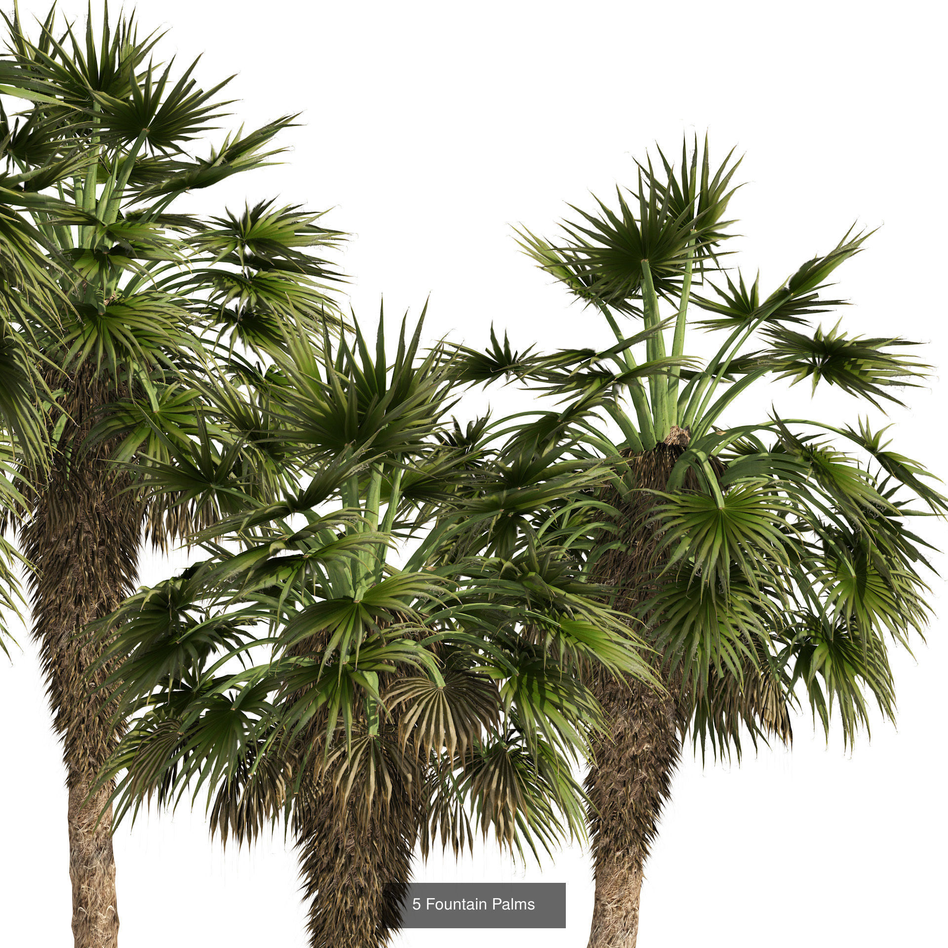 Outdoor Palms 3d Pack Collection _12