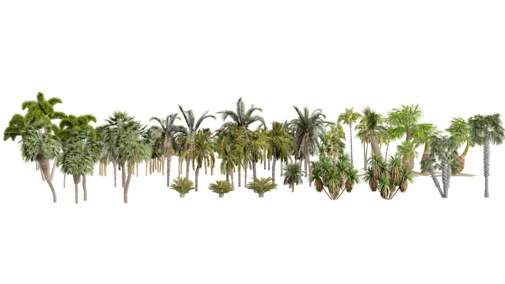 Outdoor Palms 3d Pack Collection _21
