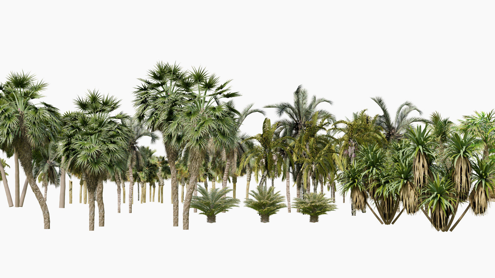 Outdoor Palms 3d Pack Collection _20