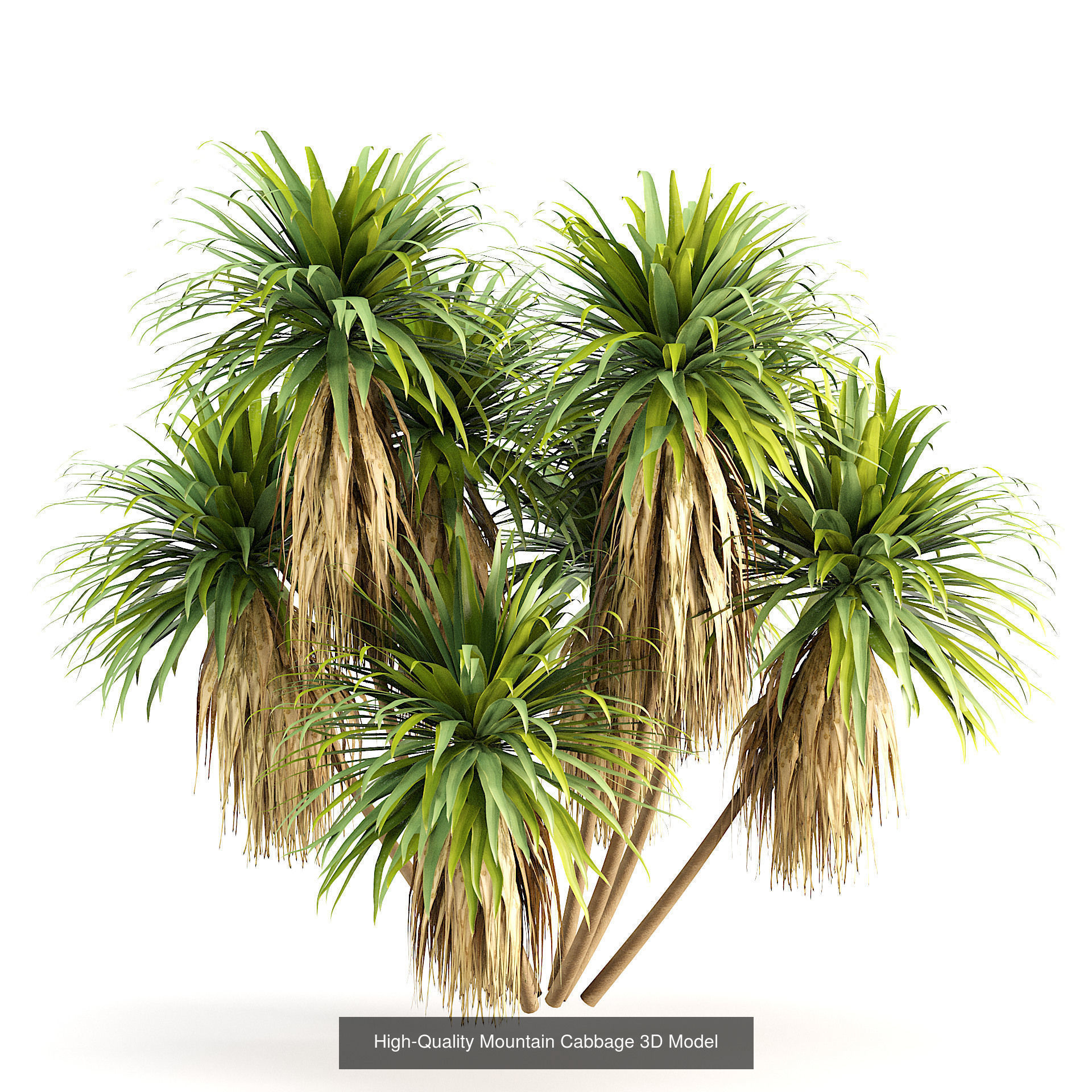 Outdoor Palms 3d Pack Collection _15