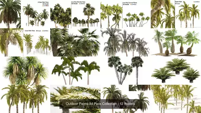 Outdoor Palms 3d Pack Collection 