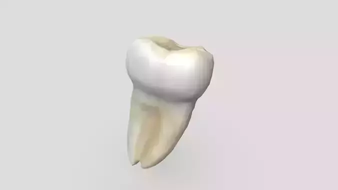 Human Tooth 2
