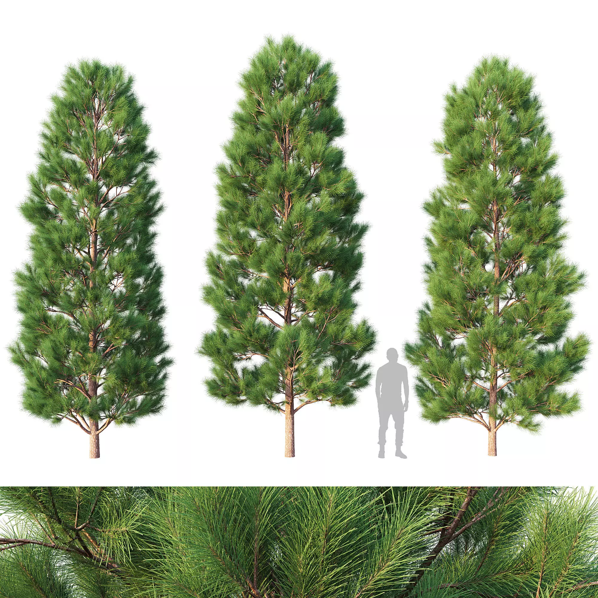 Pine Set 07 3D model_0