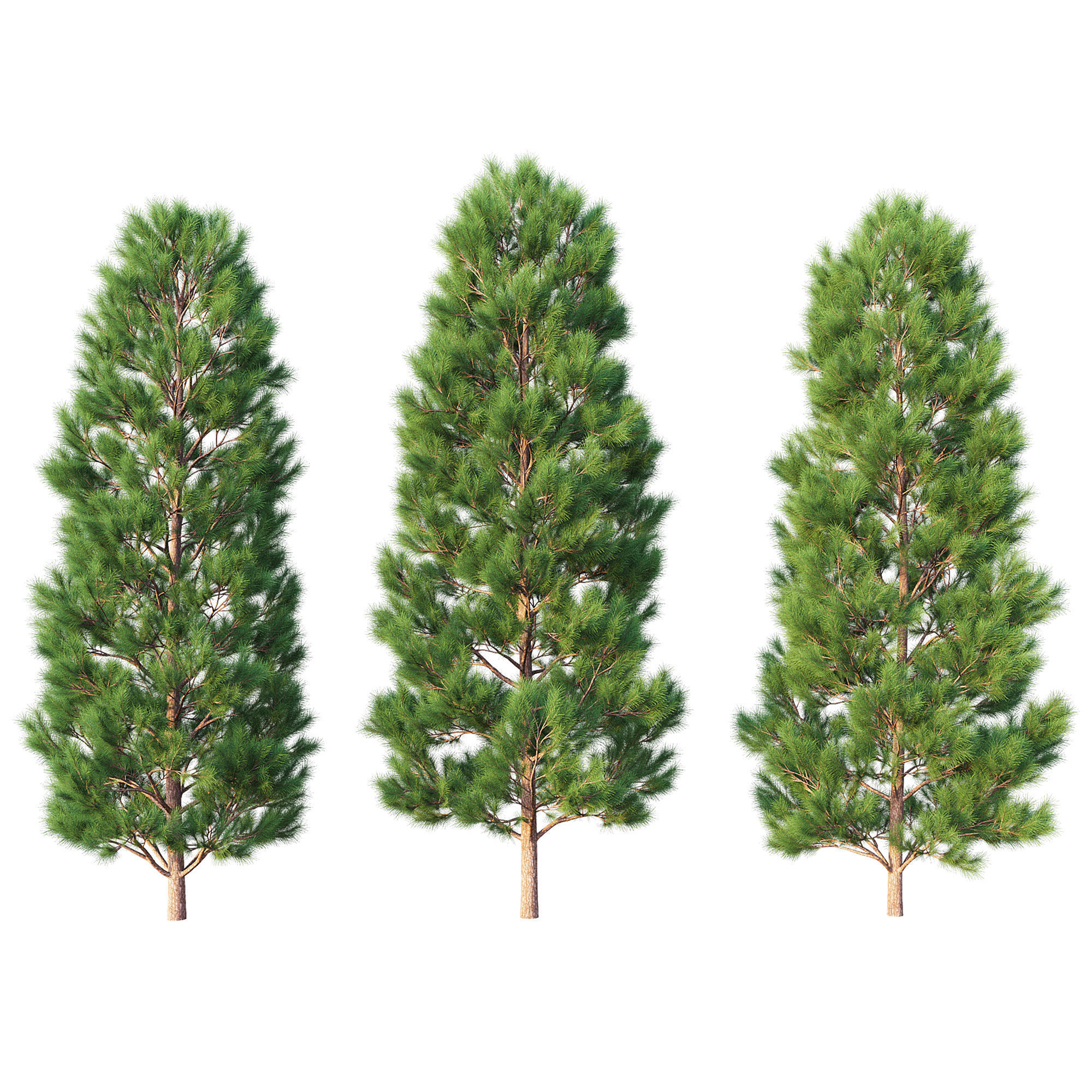 Pine Set 07 3D model_3