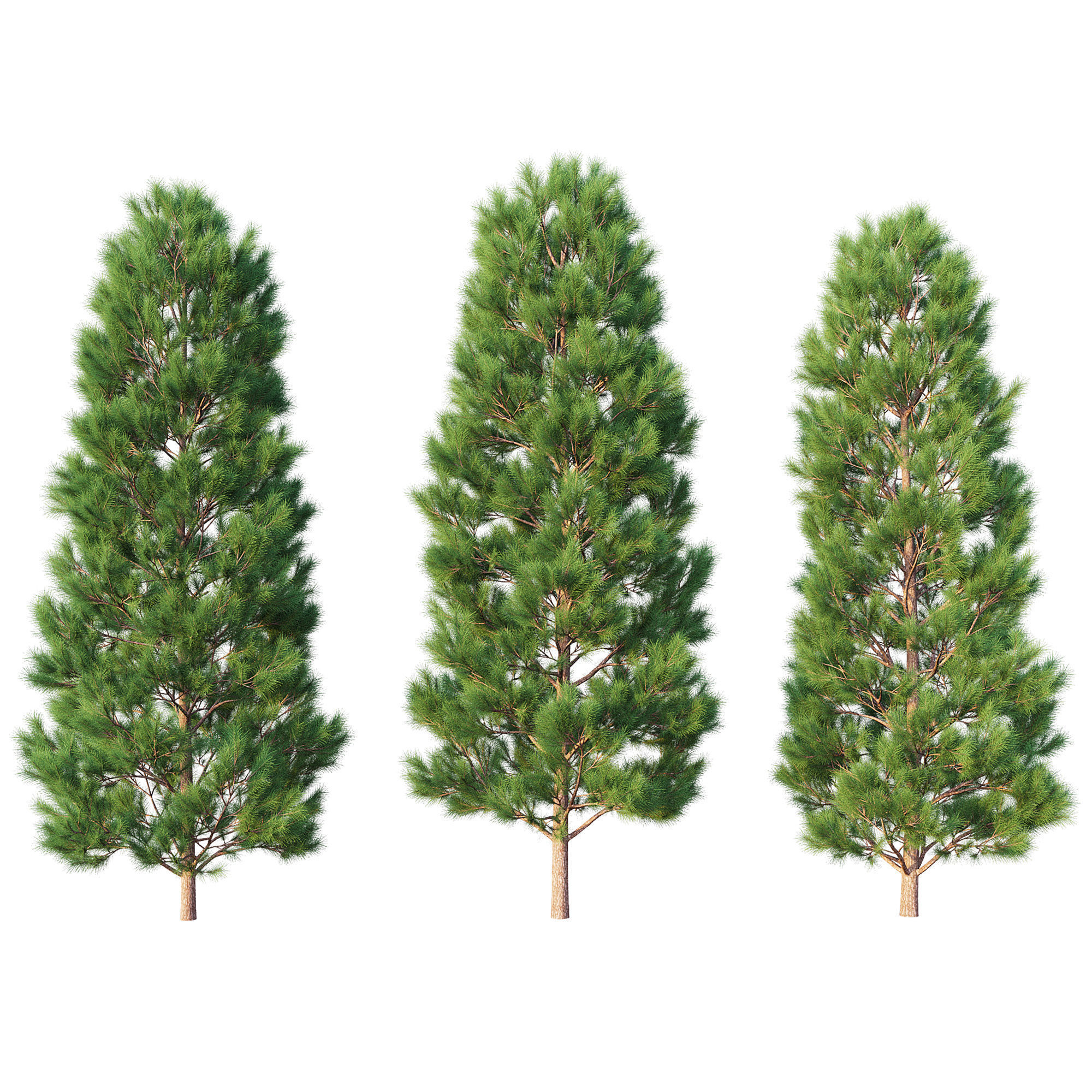 Pine Set 07 3D model_2