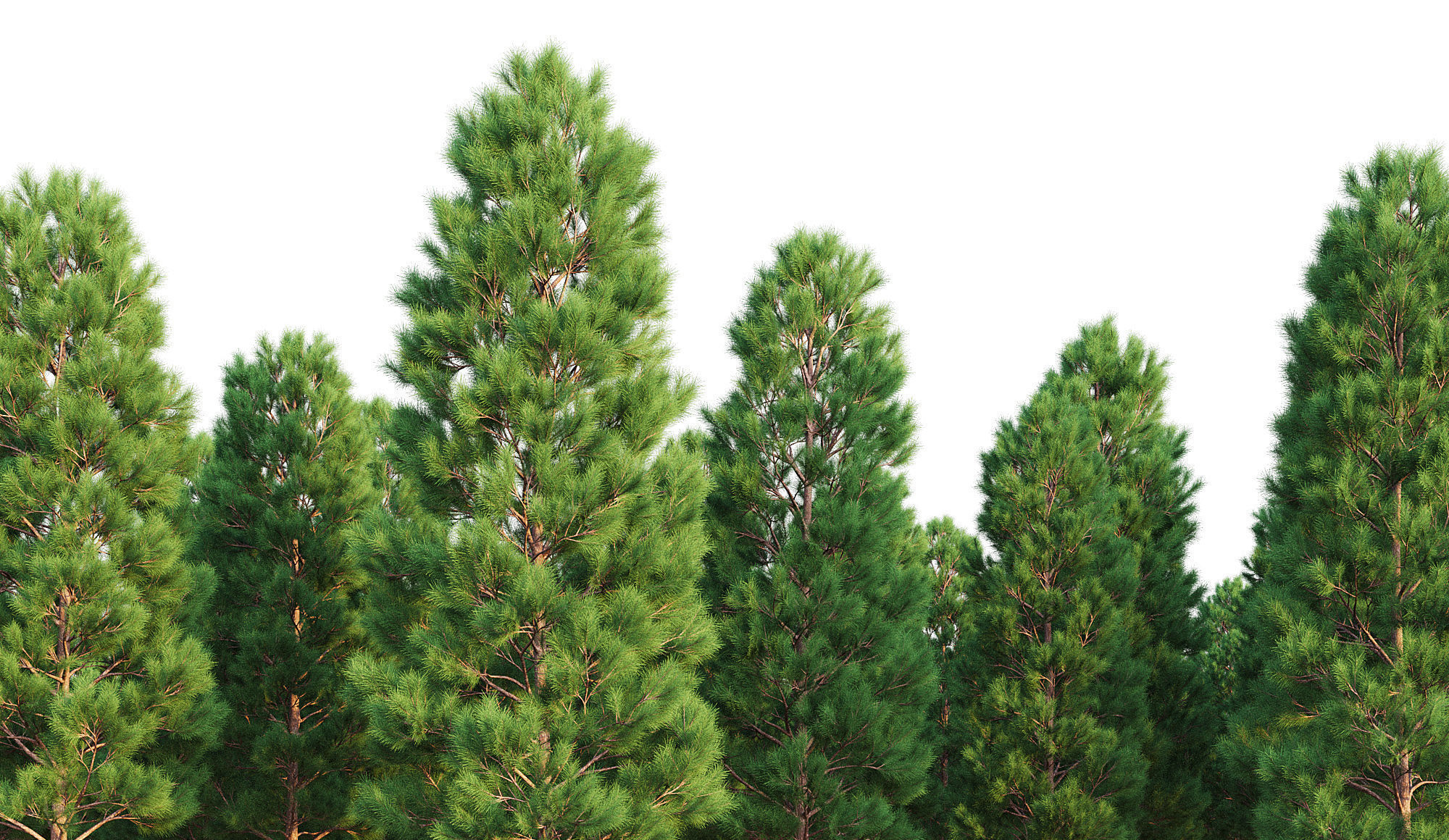 Pine Set 07 3D model_1