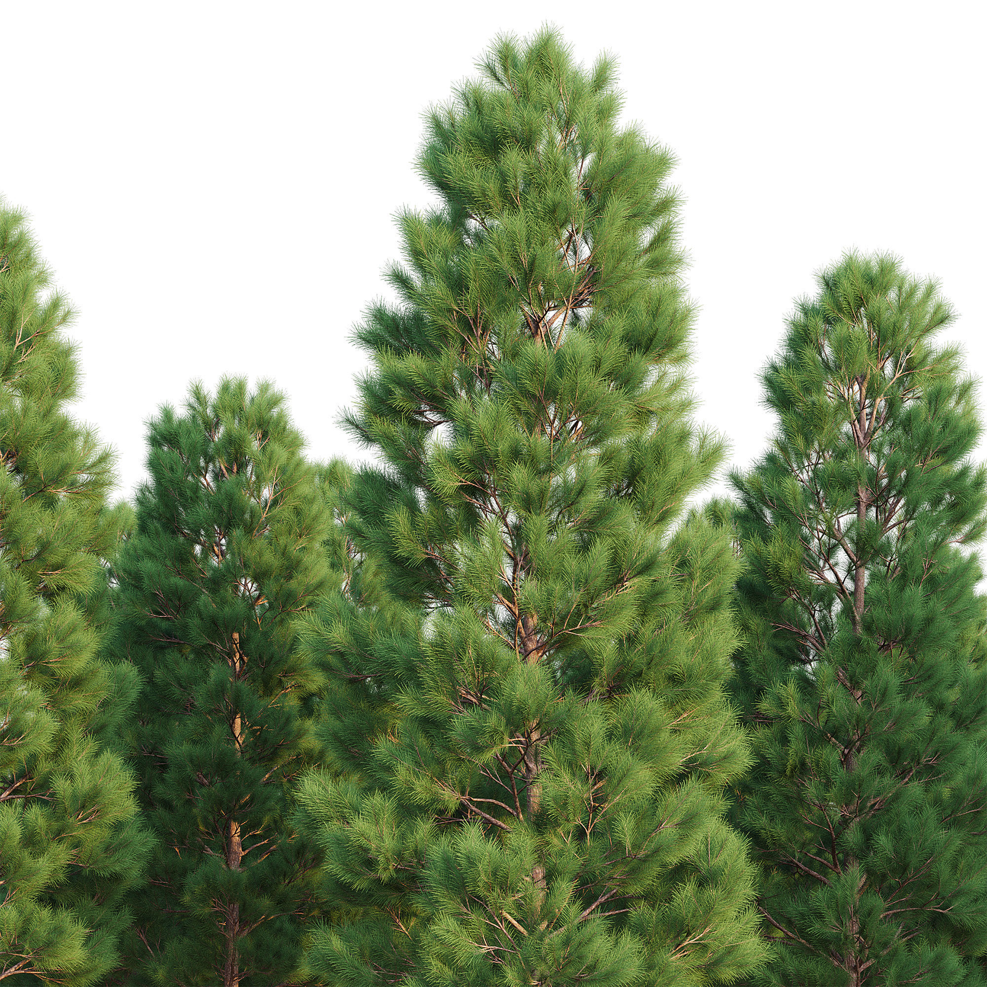 Pine Set 07 3D model_4