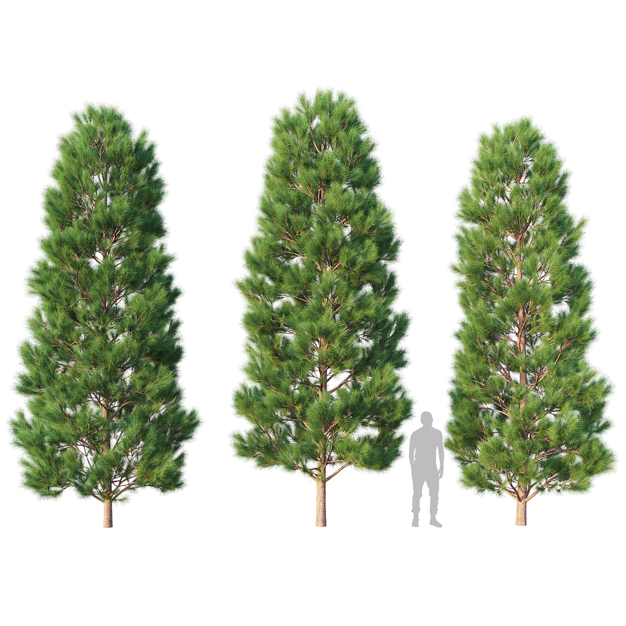 Pine Set 07 3D model_5