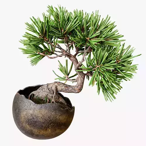 Decorative small pine tree bonsai