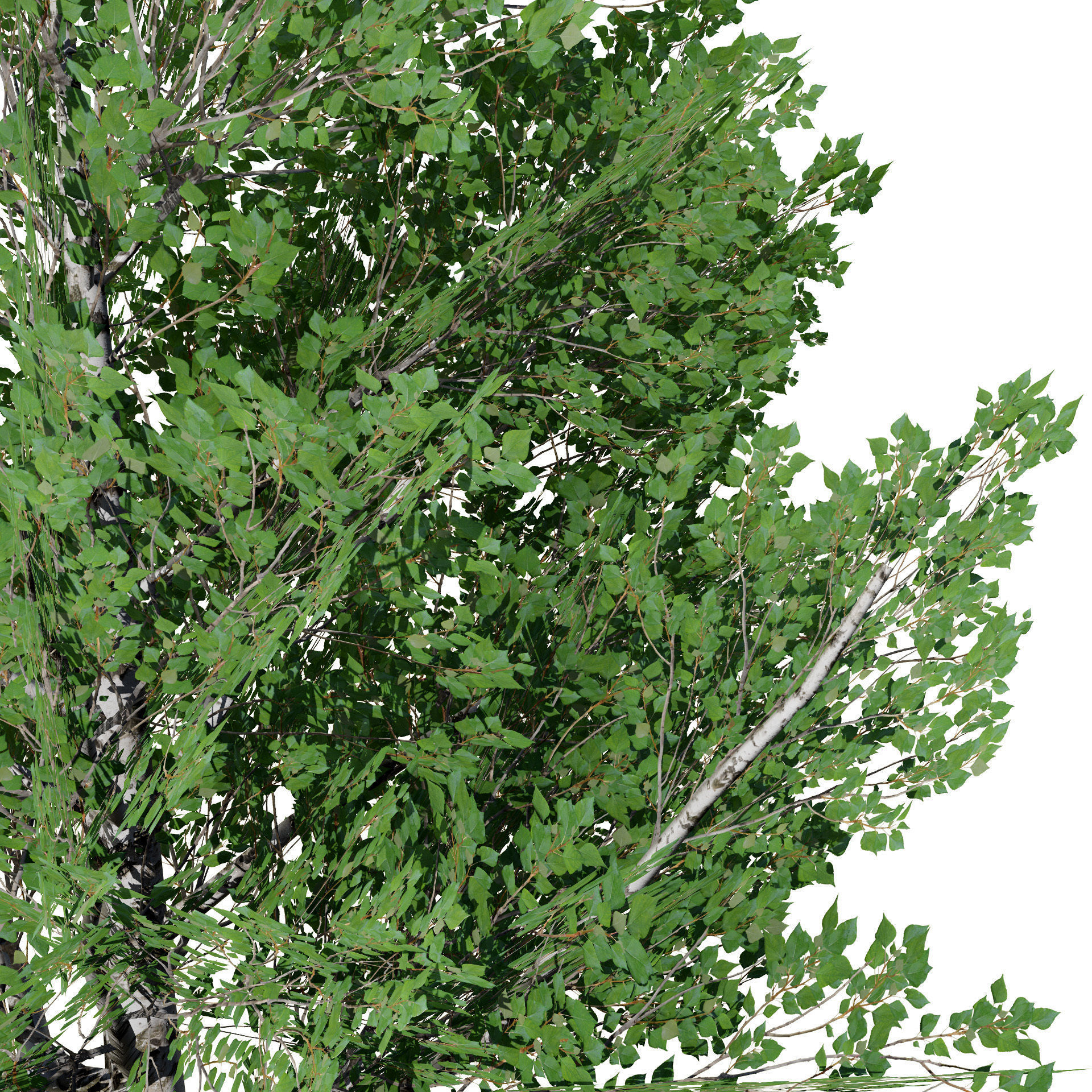 Low Poly Grey Poplar Trees Low-poly 3D model_5