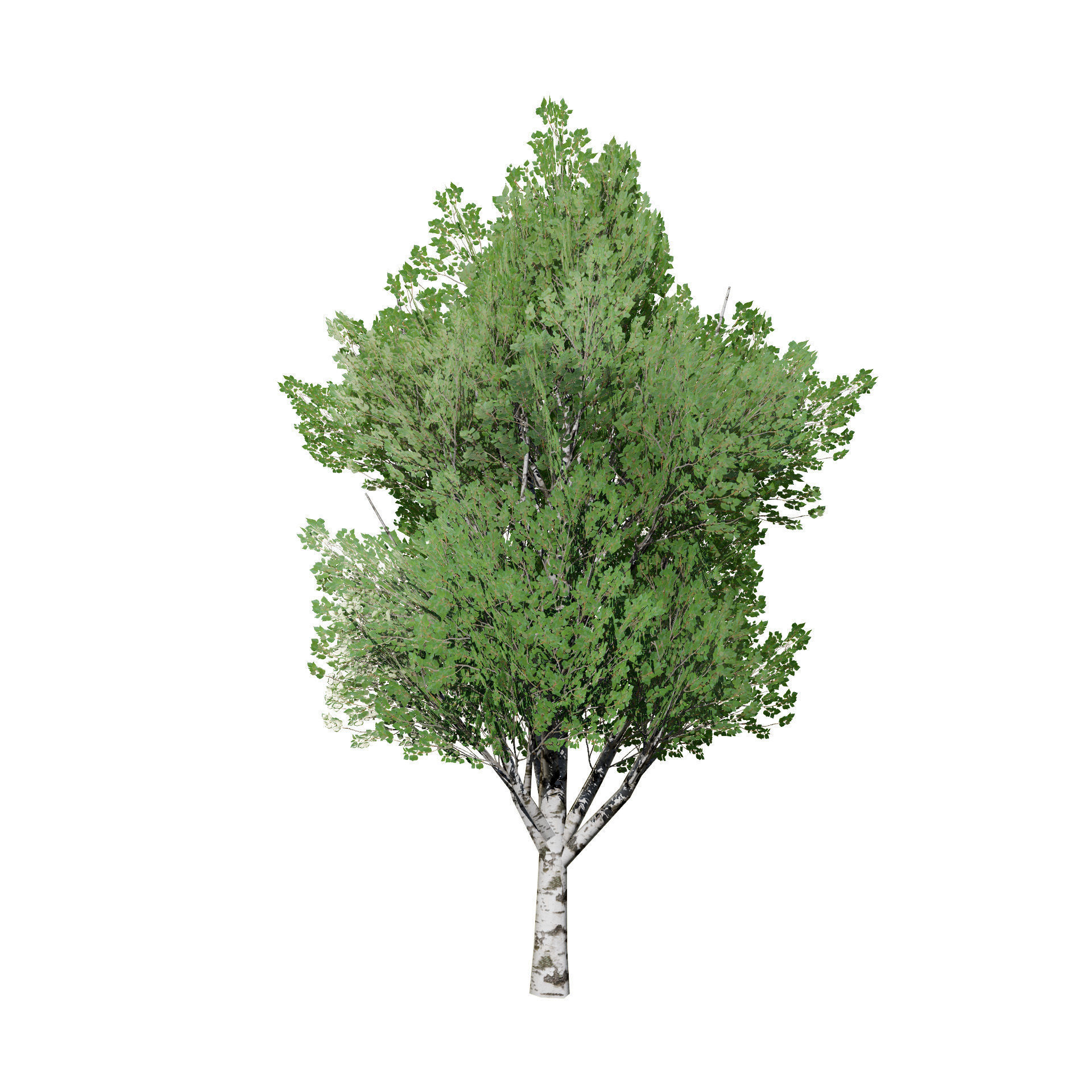 Low Poly Grey Poplar Trees Low-poly 3D model_10