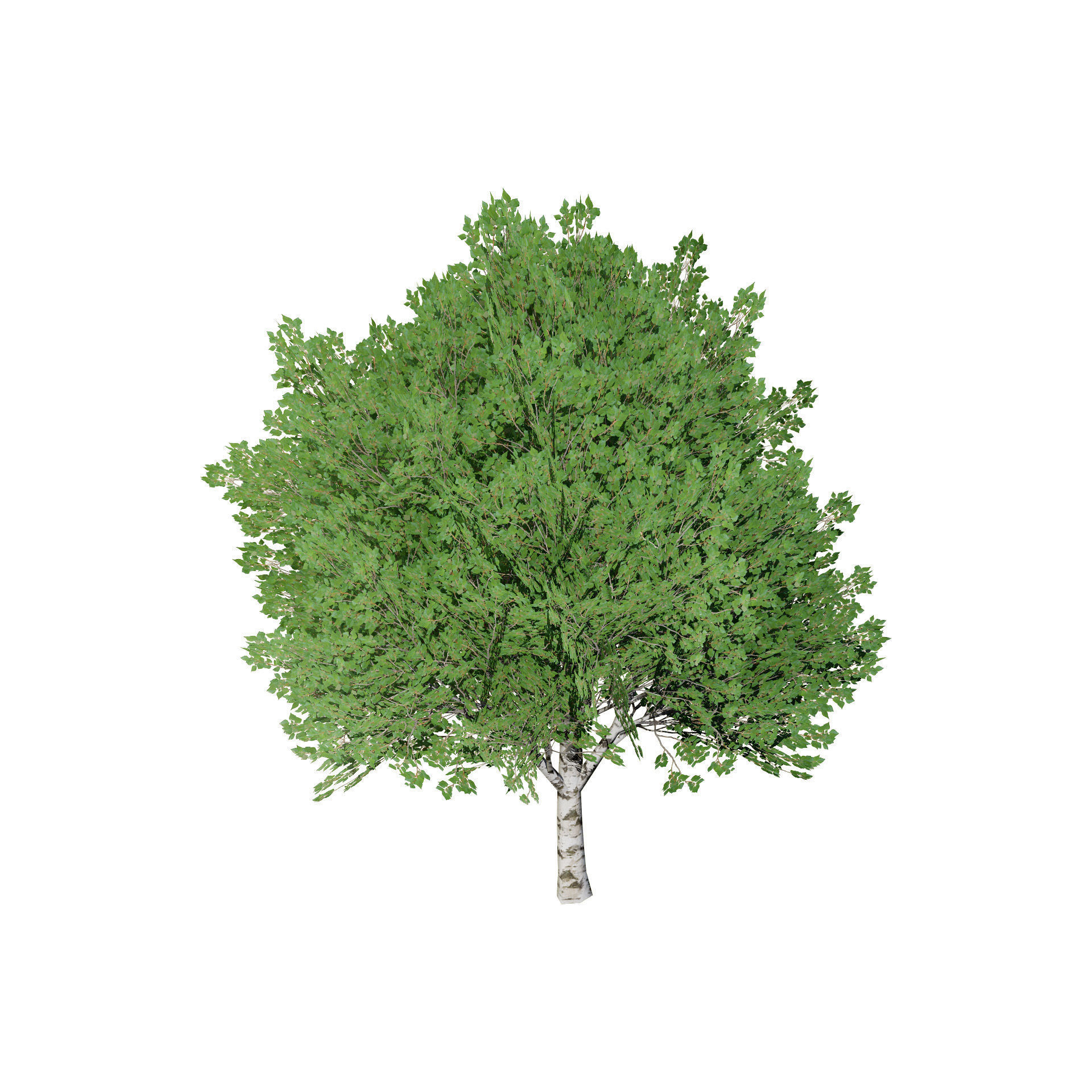 Low Poly Grey Poplar Trees Low-poly 3D model_8