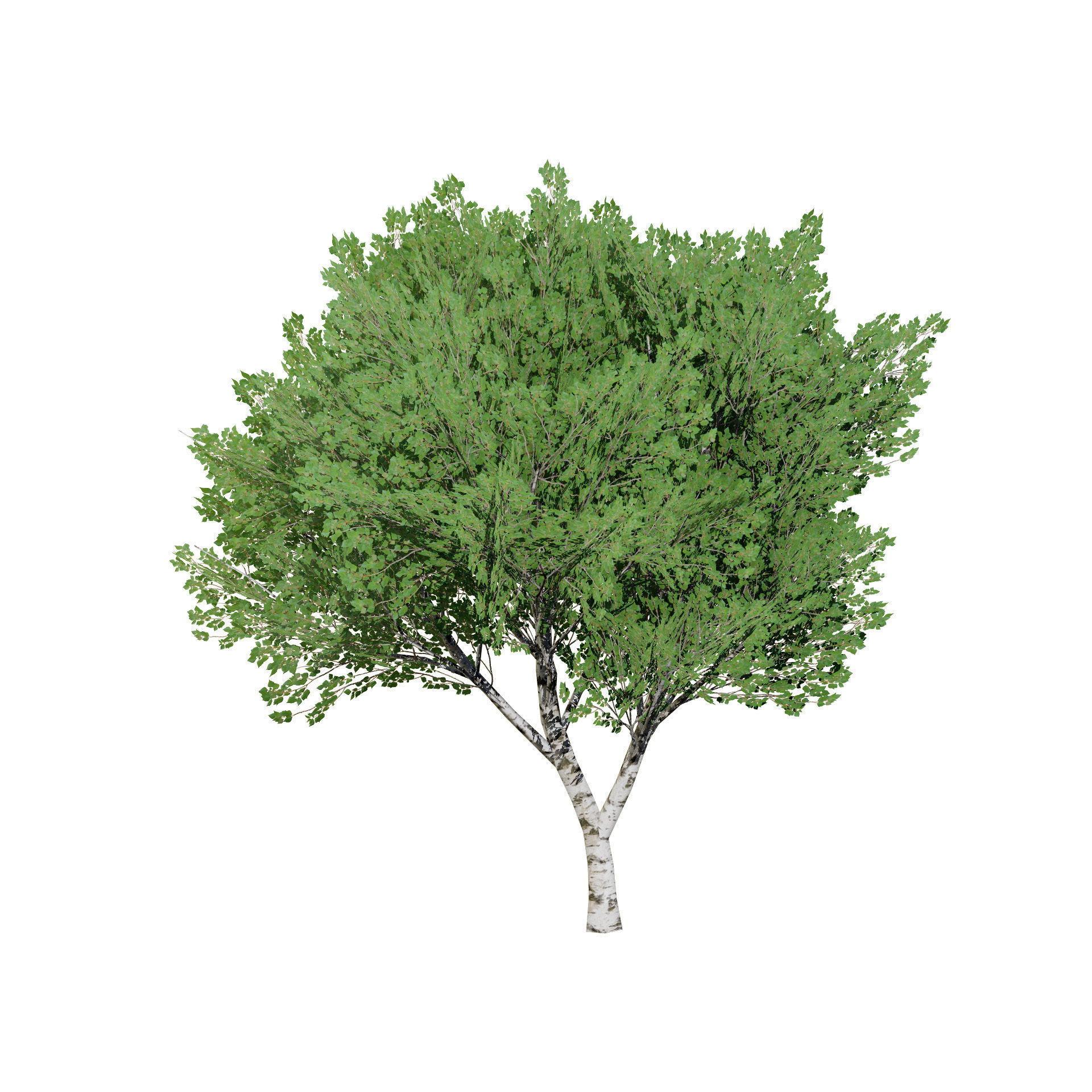 Low Poly Grey Poplar Trees Low-poly 3D model_9