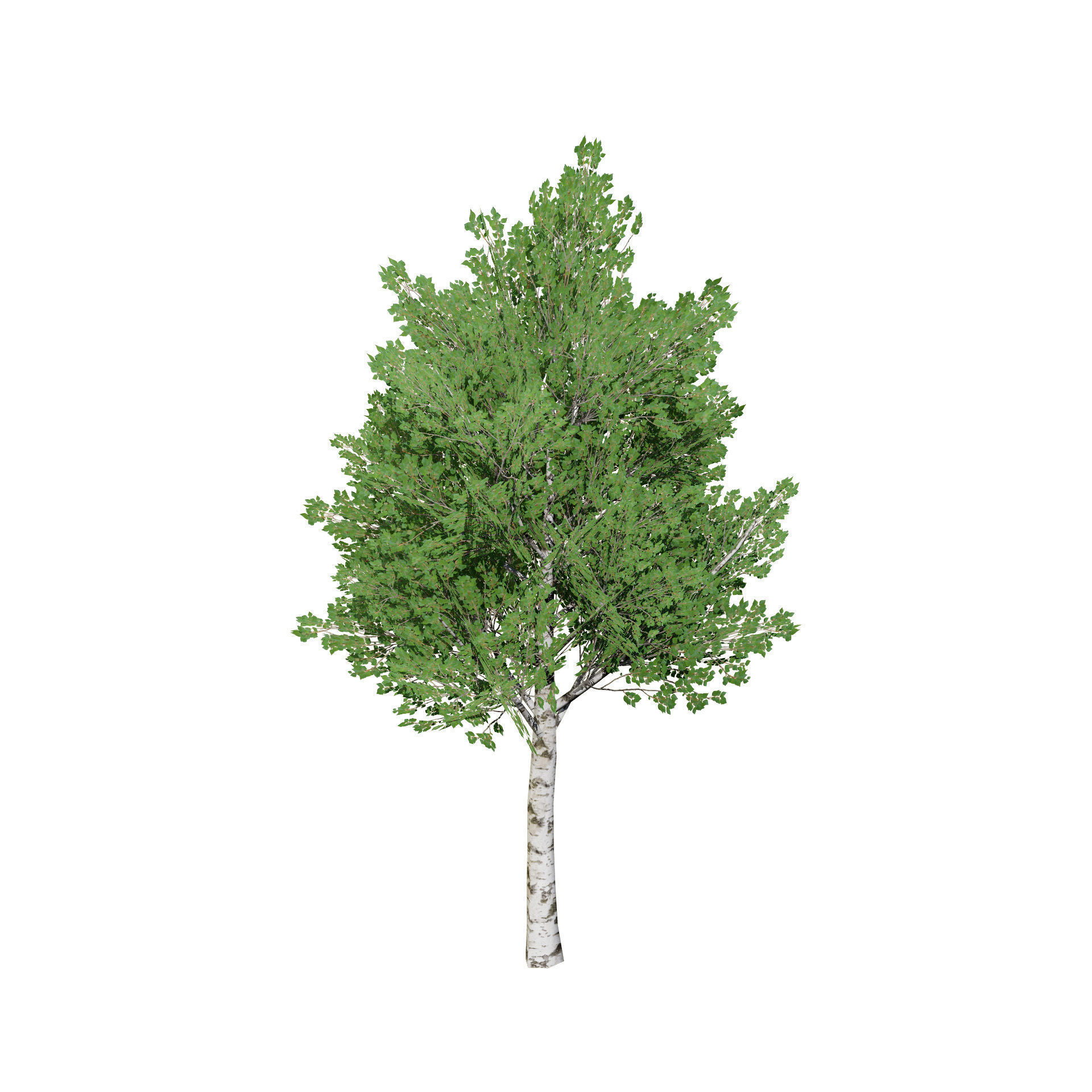 Low Poly Grey Poplar Trees Low-poly 3D model_7