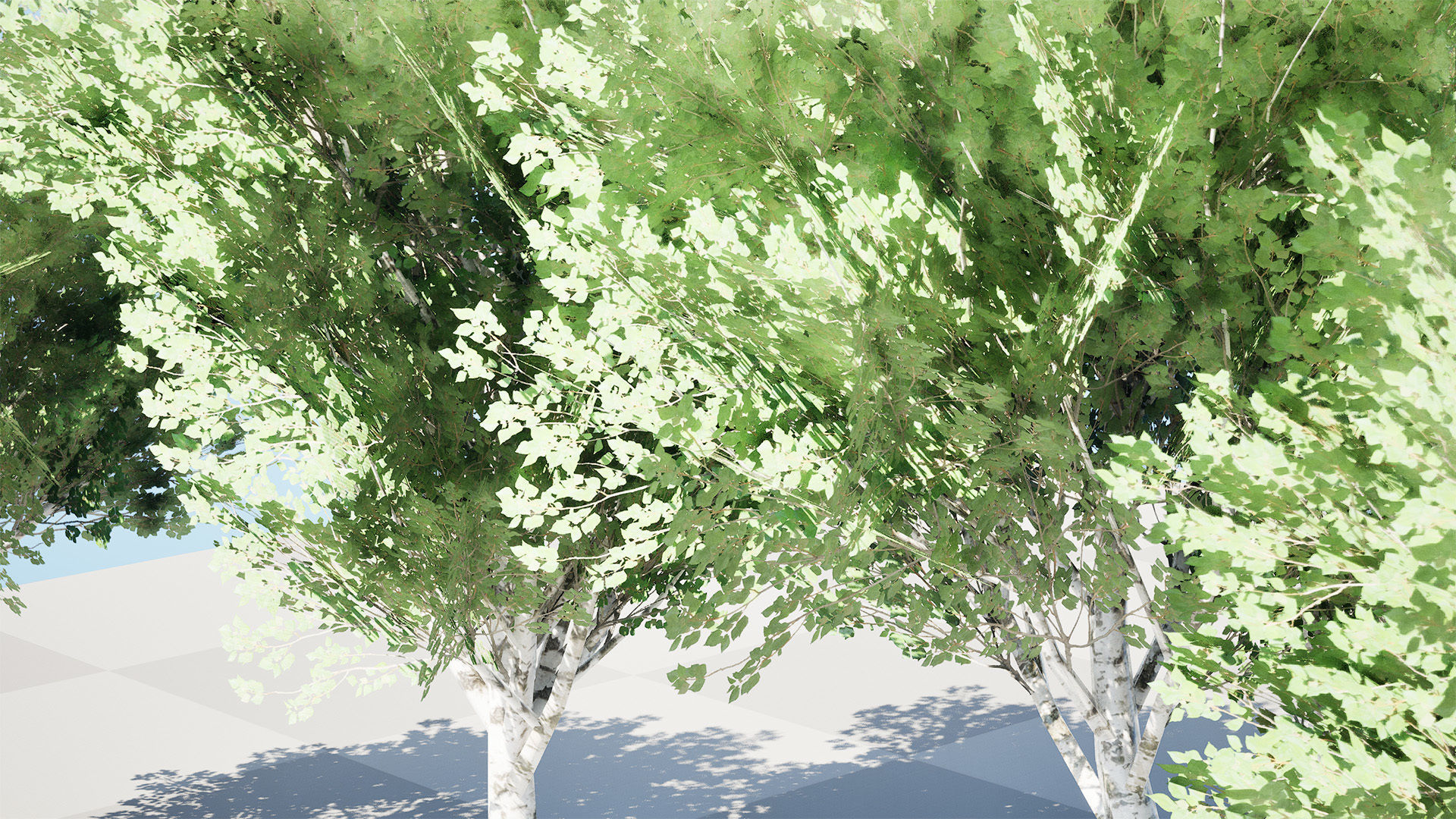 Low Poly Grey Poplar Trees Low-poly 3D model_2