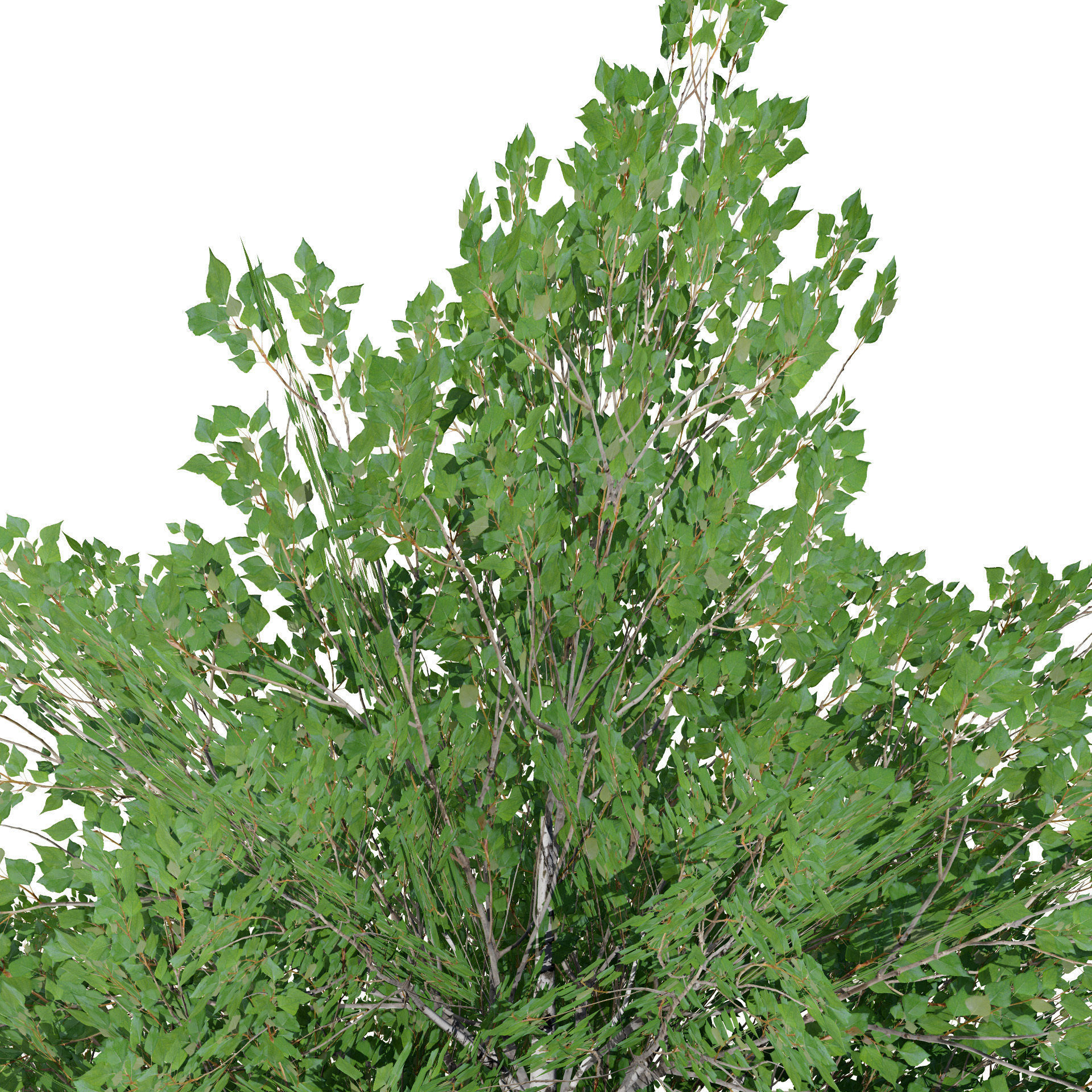 Low Poly Grey Poplar Trees Low-poly 3D model_6