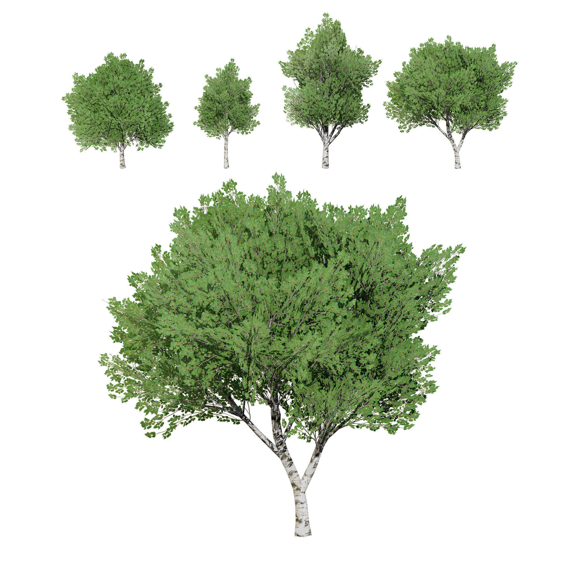 Low Poly Grey Poplar Trees Low-poly 3D model_4