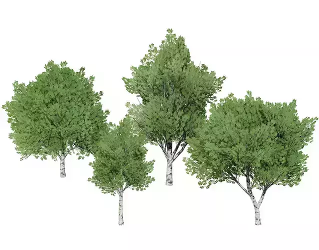 Low Poly Grey Poplar Trees Low-poly 3D model Low Poly Grey Poplar Trees Low-poly 3D model