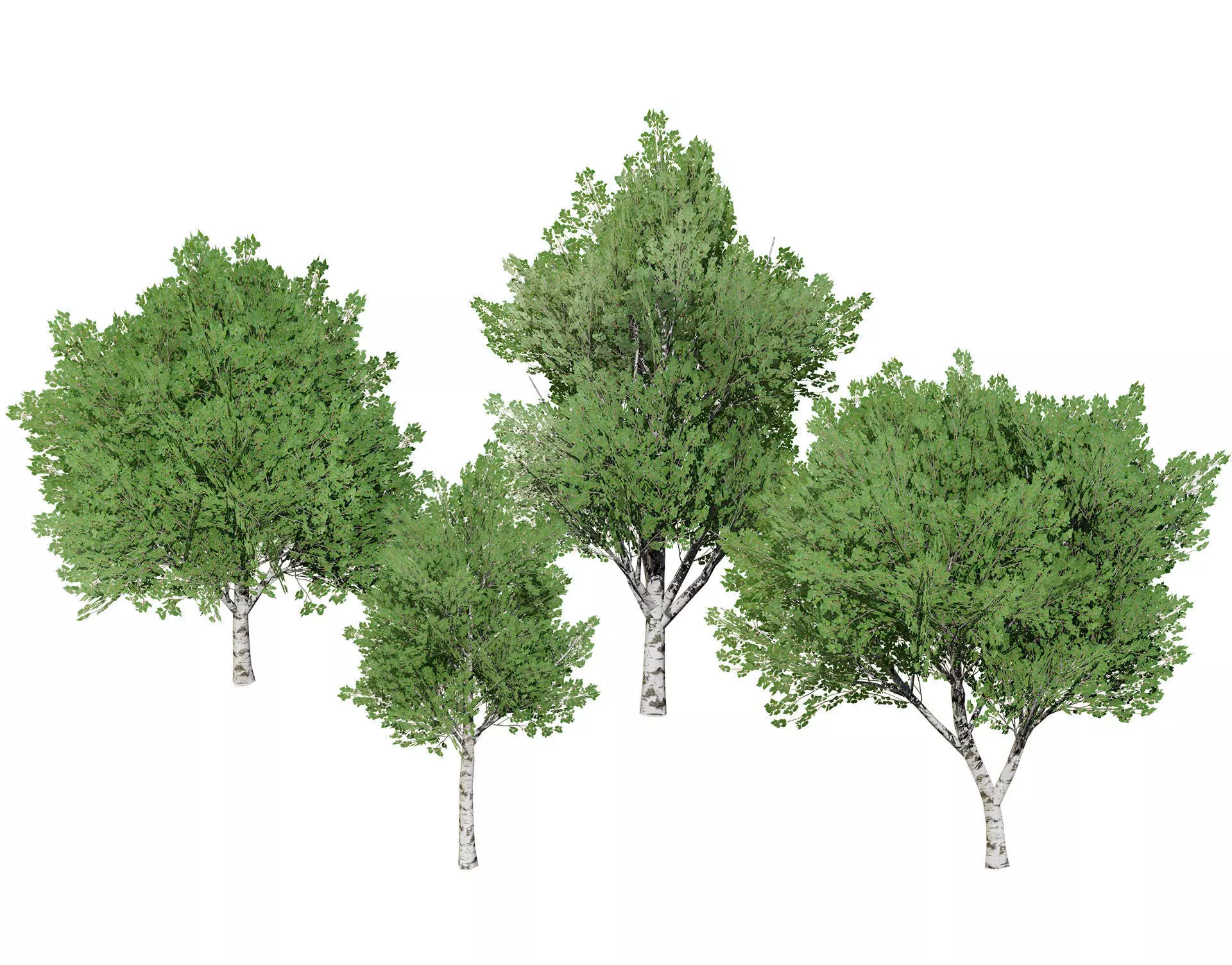Low Poly Grey Poplar Trees Low-poly 3D model_0