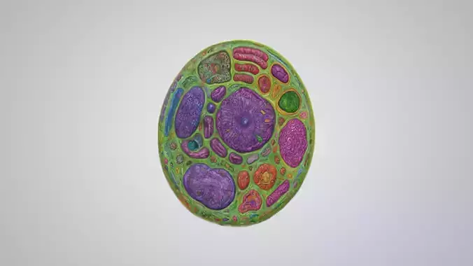 animal cell 3D model