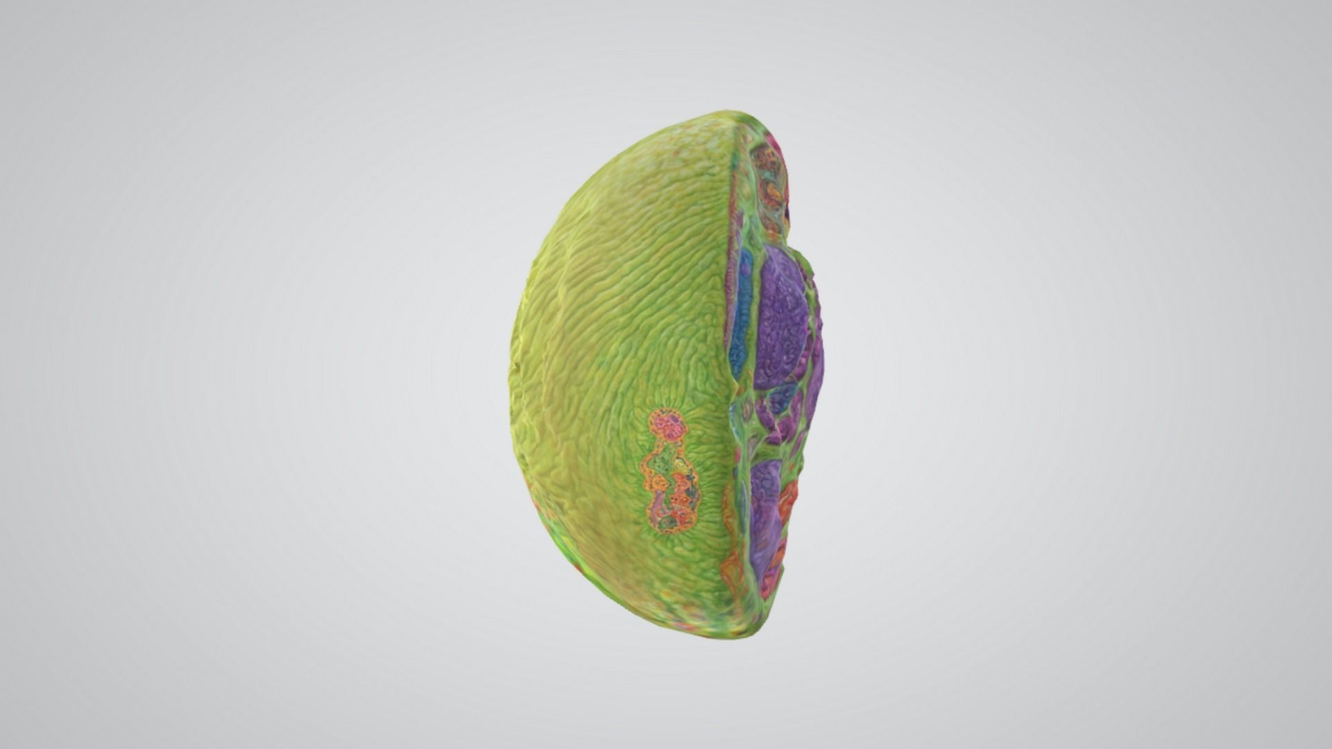 animal cell 3D model_2