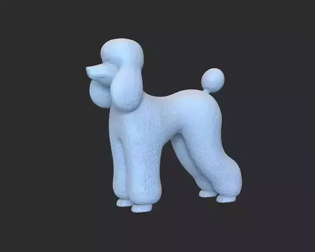 Standard poodle dog