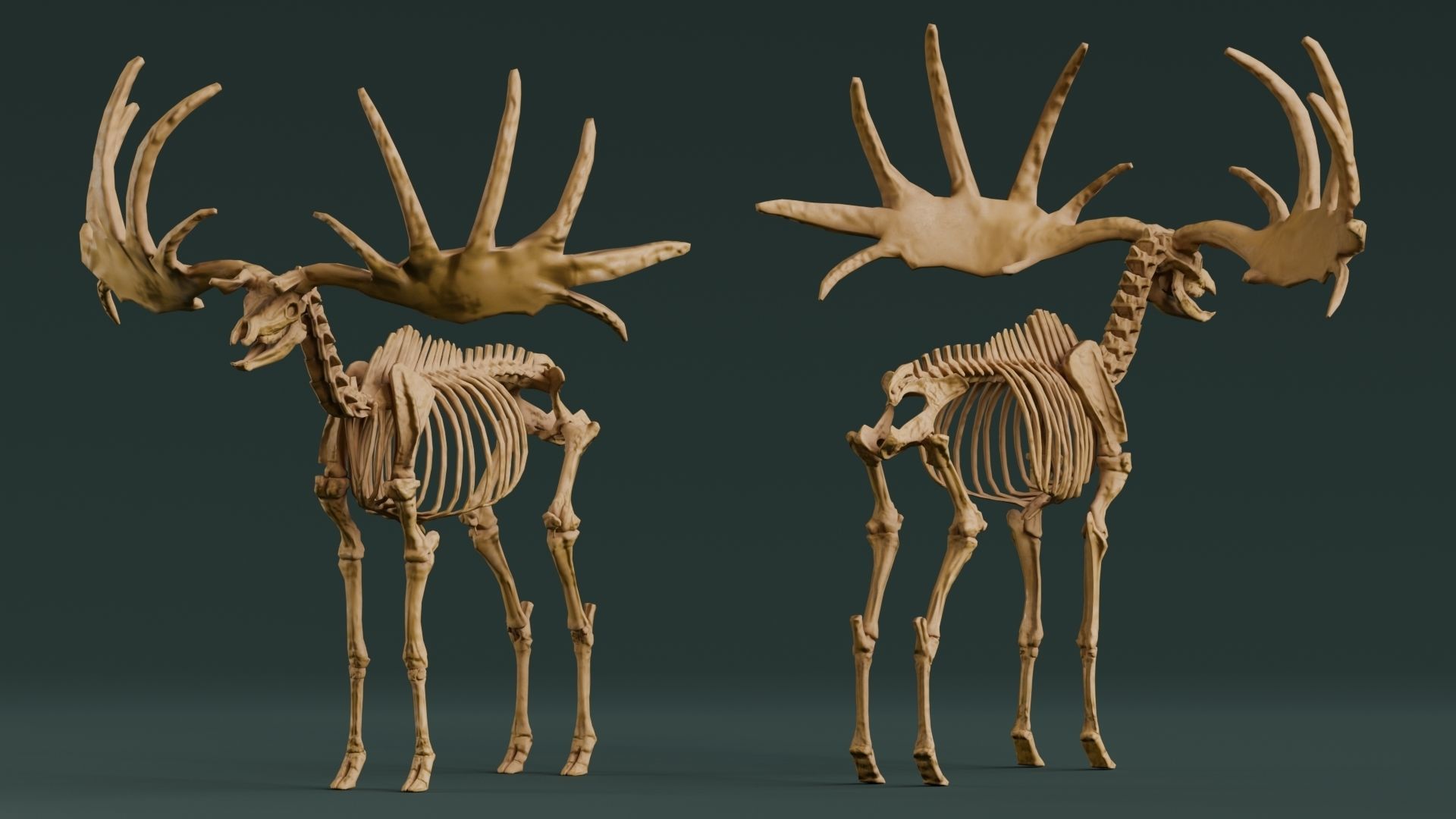 Realistic Mammals Fossil - Megaloceros Low-poly 3D model_5