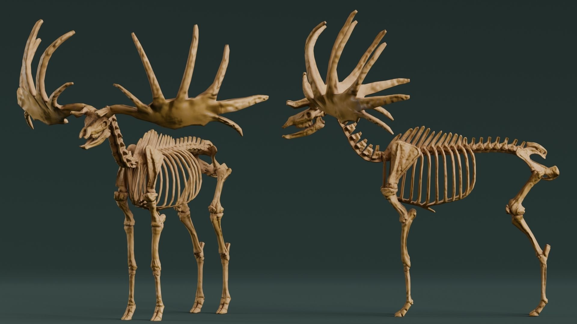 Realistic Mammals Fossil - Megaloceros Low-poly 3D model_4