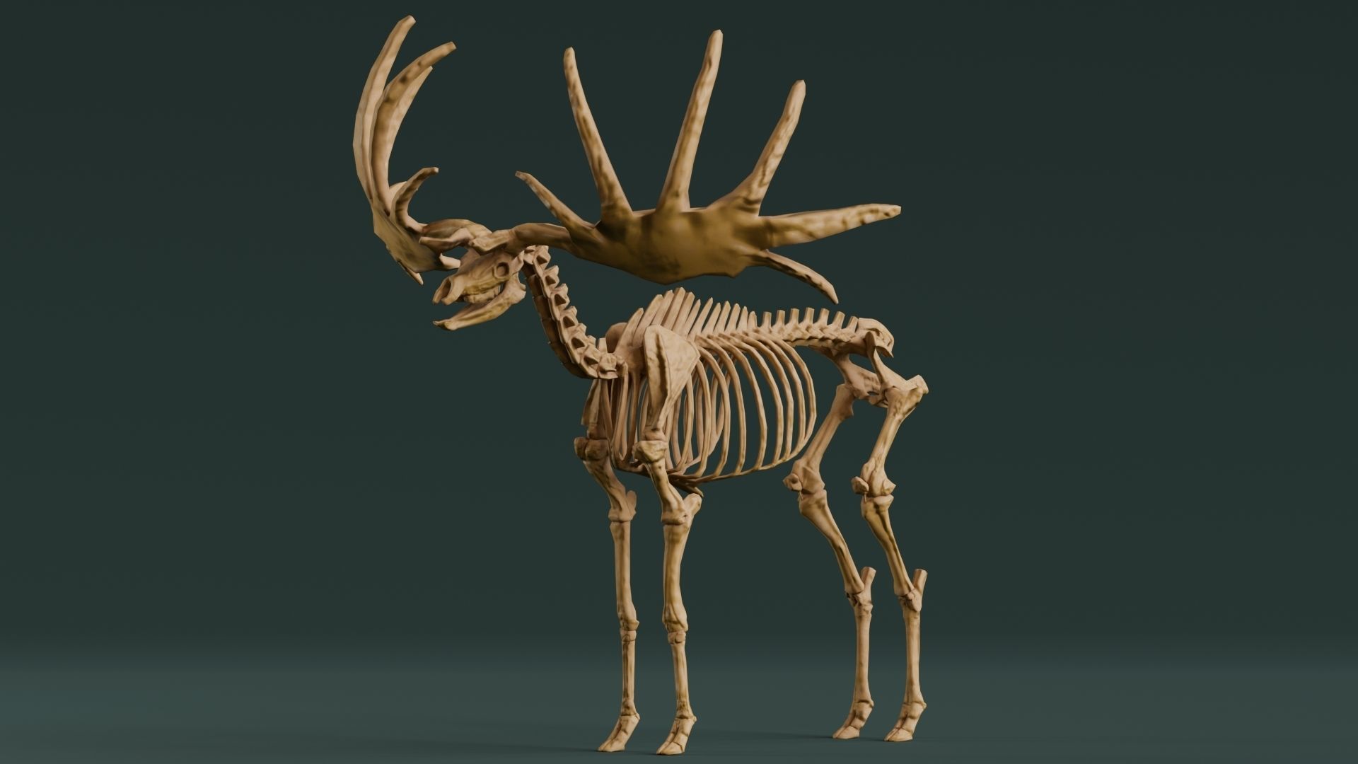 Realistic Mammals Fossil - Megaloceros Low-poly 3D model_2