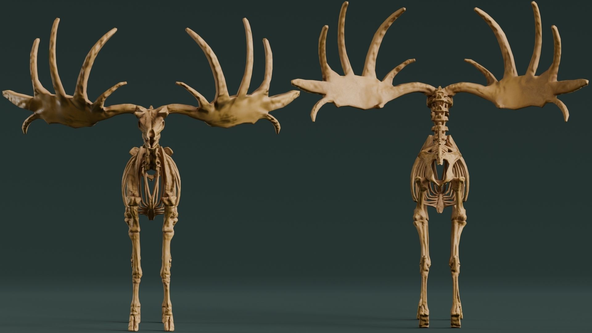 Realistic Mammals Fossil - Megaloceros Low-poly 3D model_3