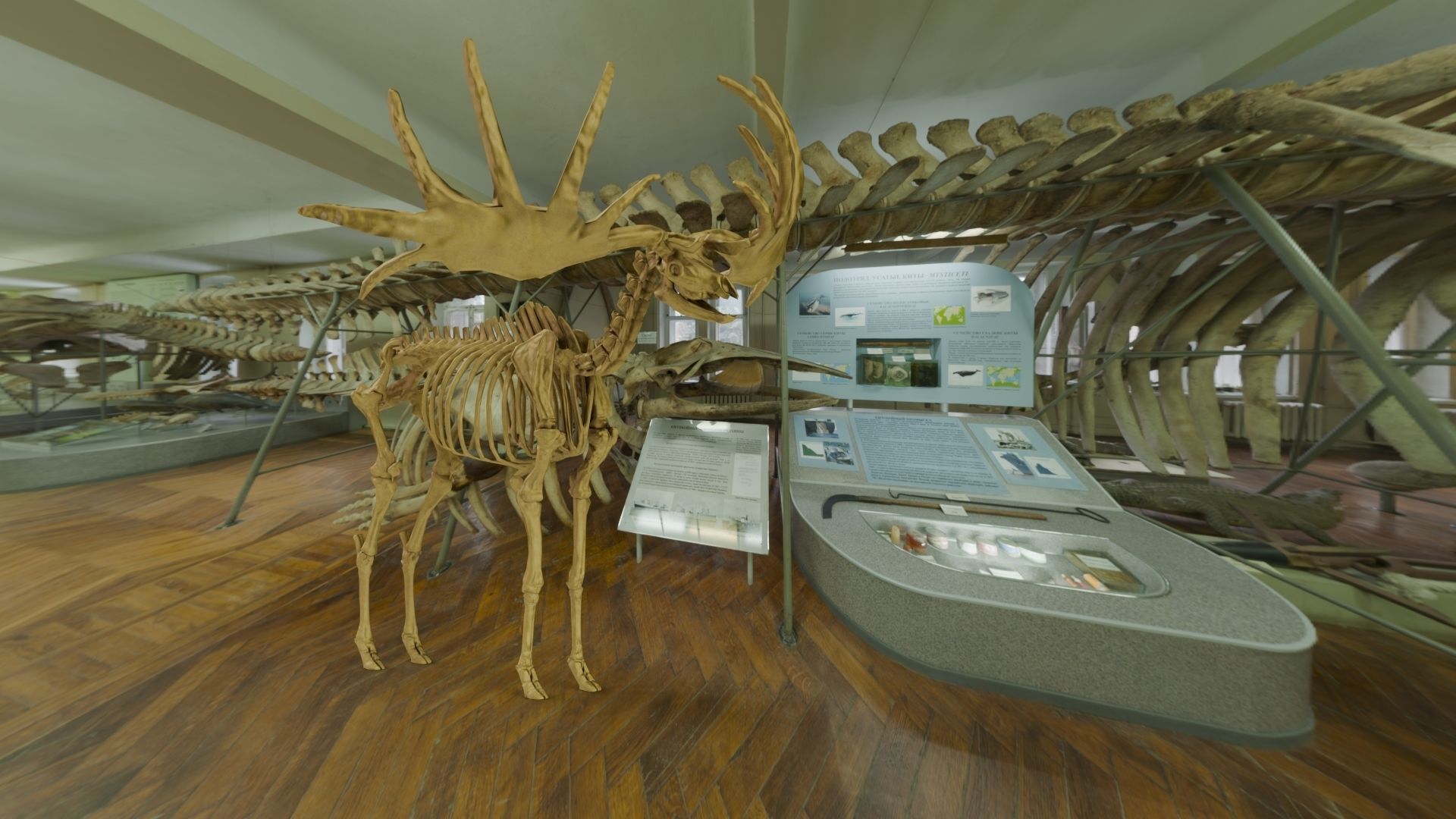 Realistic Mammals Fossil - Megaloceros Low-poly 3D model_1