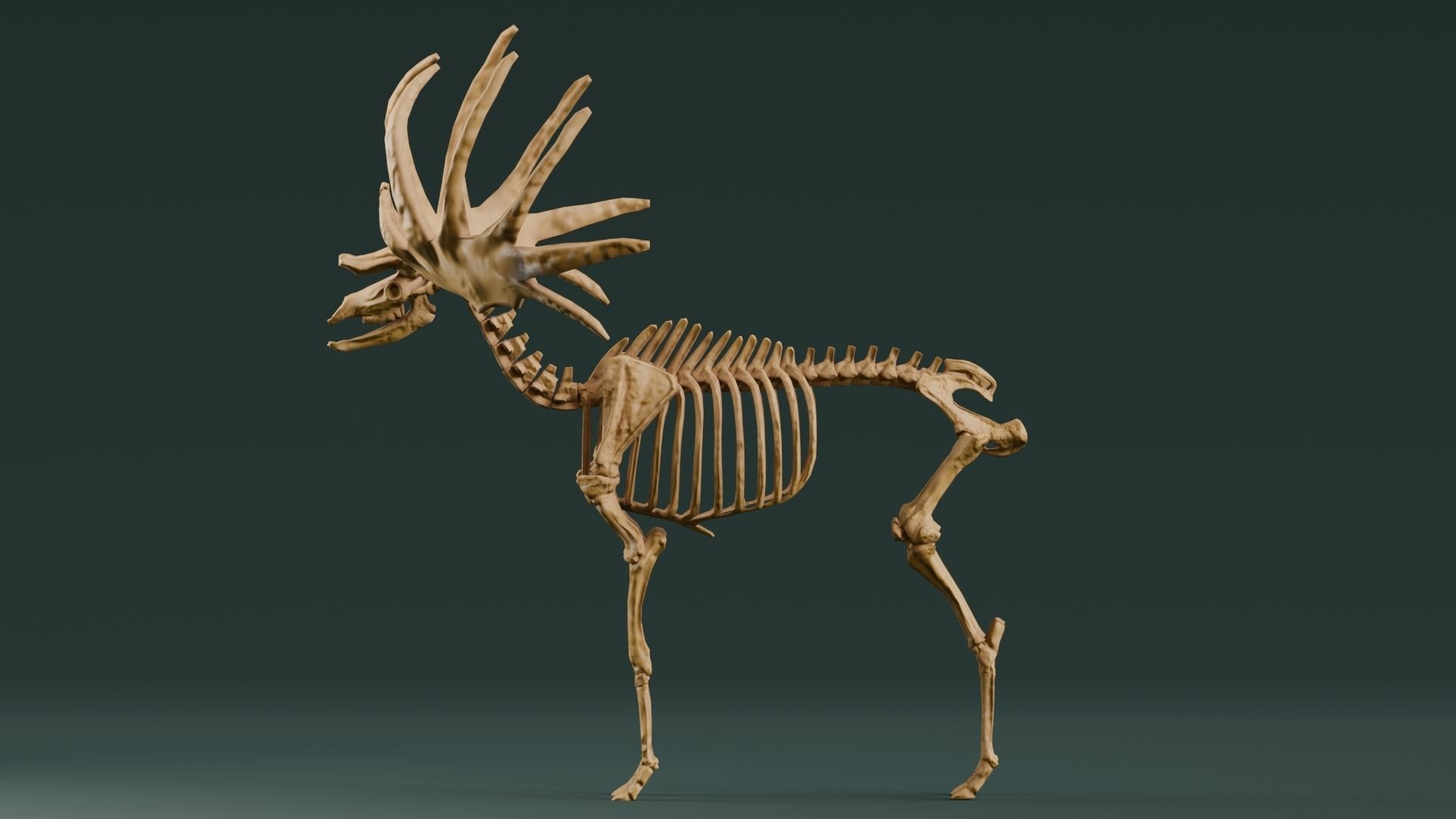 Realistic Mammals Fossil - Megaloceros Low-poly 3D model_6