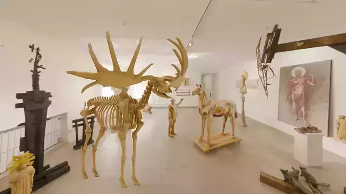 Realistic Mammals Fossil - Megaloceros