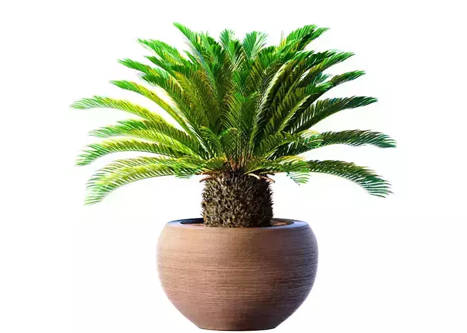 Decorative Evergreen Cycas Palm garden pot planters ArtDeco vase 3D model