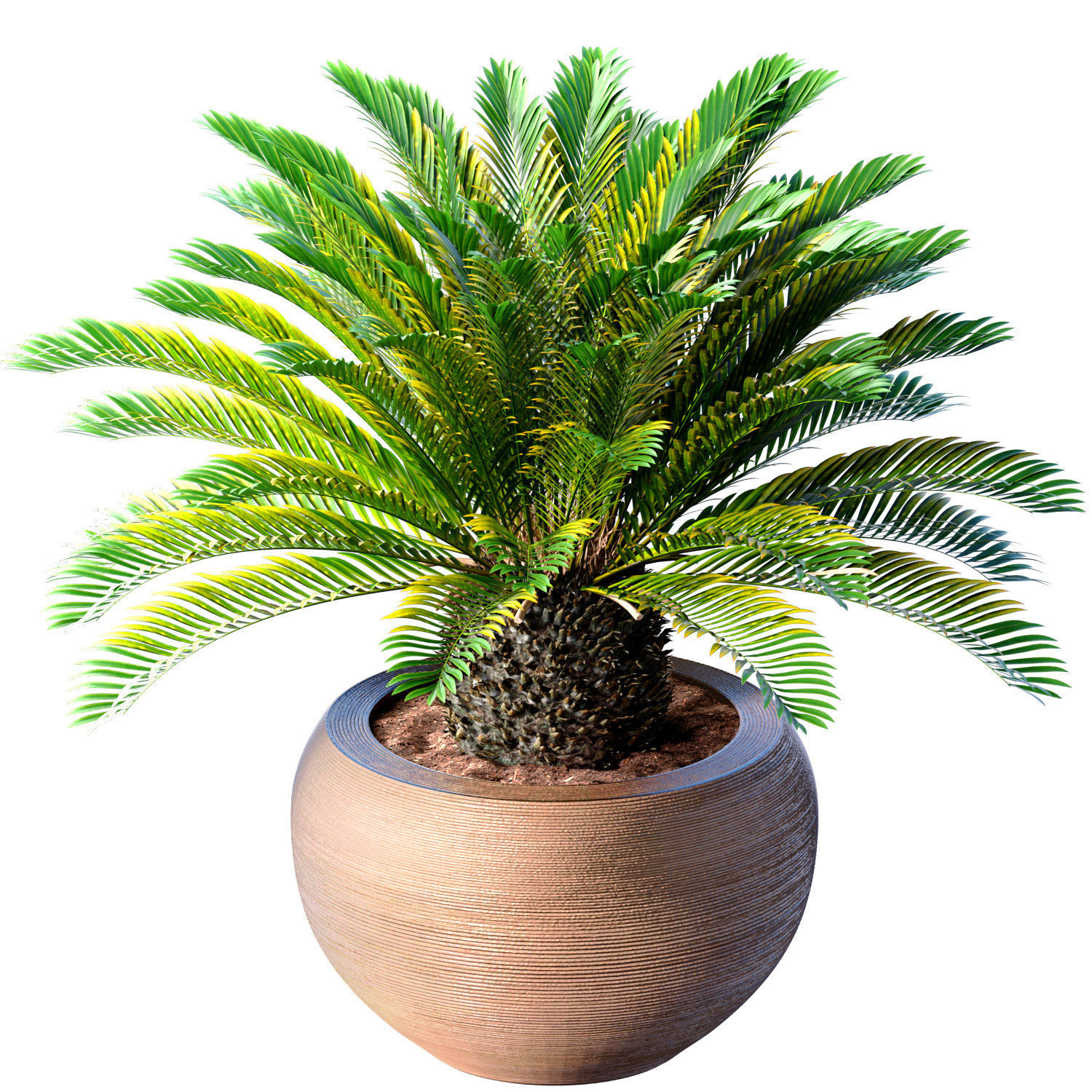 Decorative Evergreen Cycas Palm garden pot planters ArtDeco vase 3D model_1