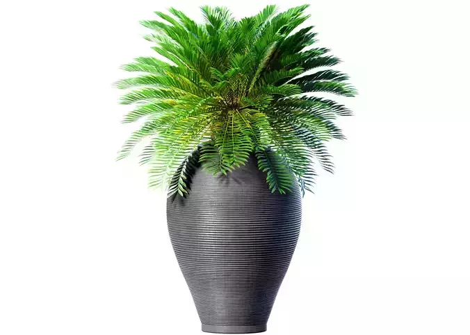 Beautiful Decorative Evergreen tall Palm Tree Garden Tall Vase