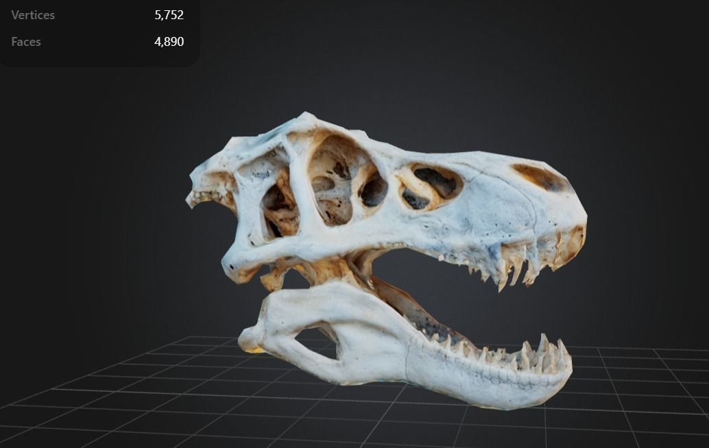 FREE T-Rex Skull Free low-poly 3D model_2