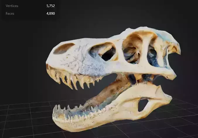 FREE T-Rex Skull Free low-poly 3D model FREE T-Rex Skull Free low-poly 3D model