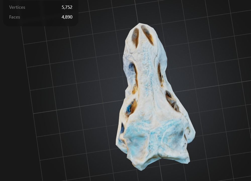 FREE T-Rex Skull Free low-poly 3D model_4