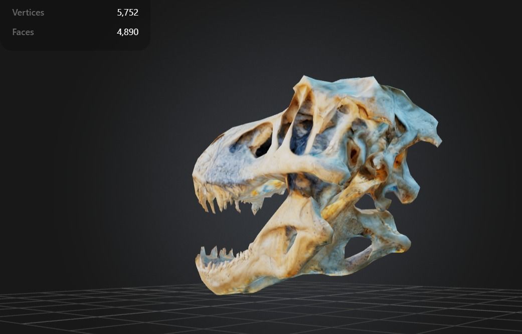 FREE T-Rex Skull Free low-poly 3D model_3